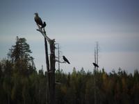 WILDTIERSAFARI kARELIEN (50)