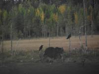 WILDTIERSAFARI kARELIEN (55)