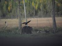 WILDTIERSAFARI kARELIEN (56)