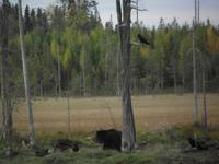 WILDTIERSAFARI kARELIEN (57)