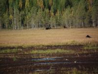 WILDTIERSAFARI kARELIEN (58)