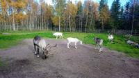 Rentierfarm_napapiirin porofarm_rovaniemi (3)