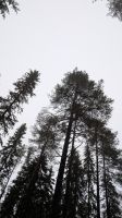 20250225_2 hinein in den Naturschutzpark.jpg