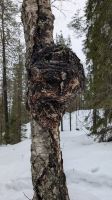 20250226_7-Trolle gibts auch in Lappland.jpg