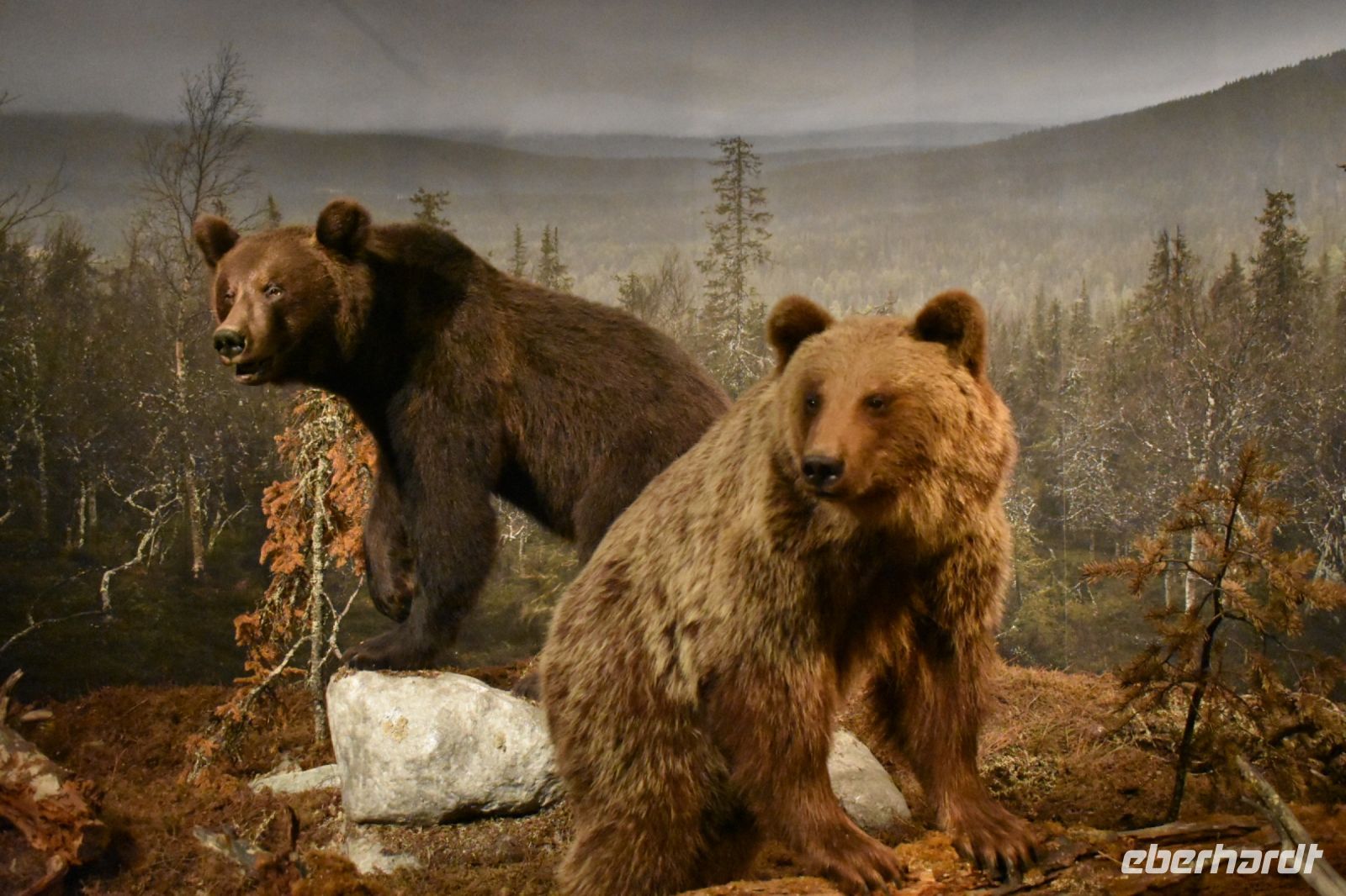 Ausstellung Arktikum