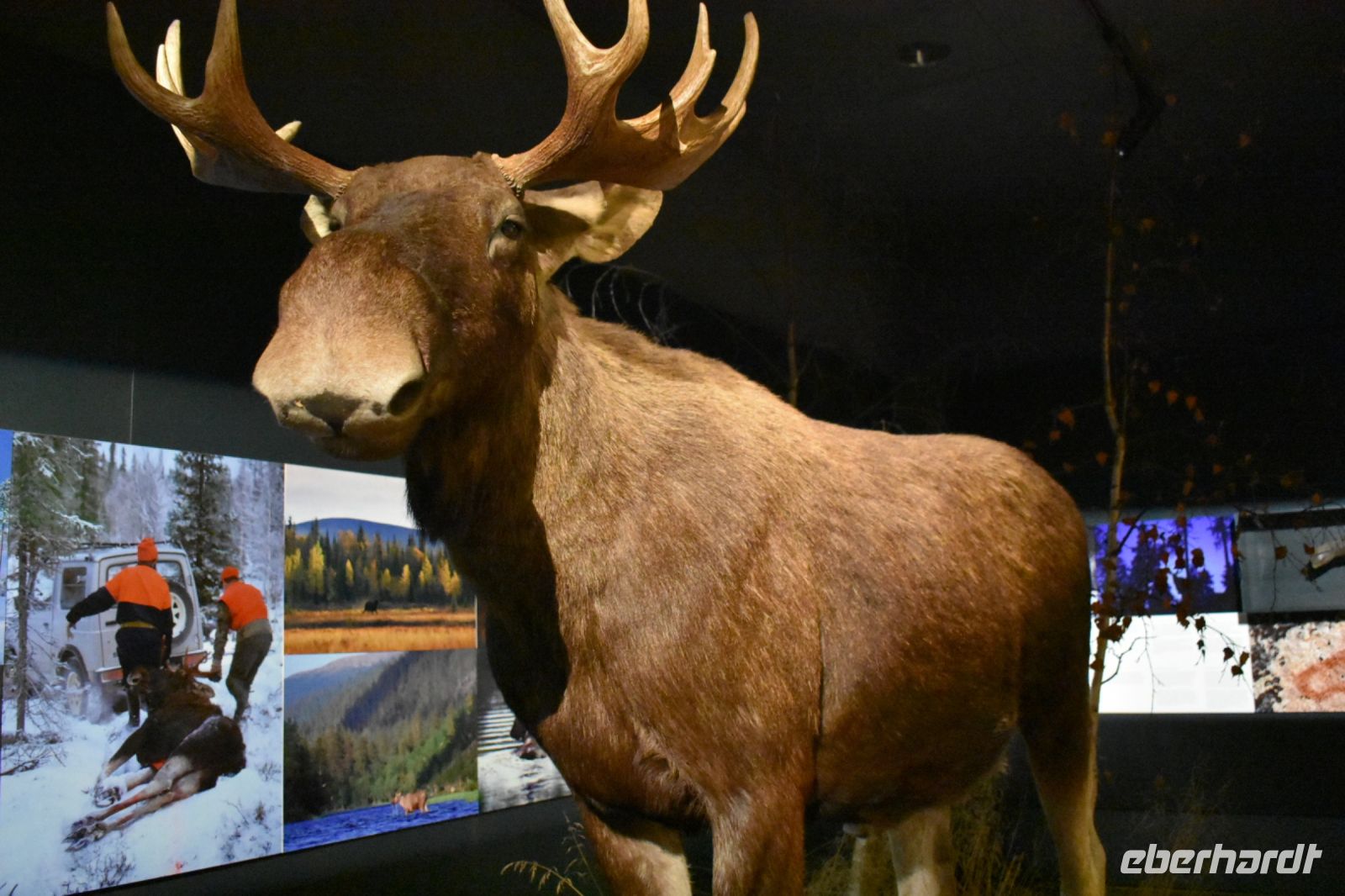 Ausstellung Arktikum