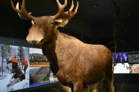 Ausstellung Arktikum