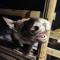 Herrenhaus Moose Manor - Elche