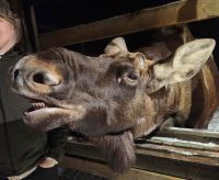 Herrenhaus Moose Manor - Elche