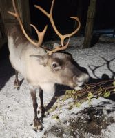 Herrenhaus Moose Manor Rentiere