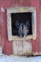 Husky Farm - Der älteste Husky der Farm
