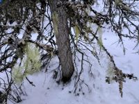 Futter für die Tiere