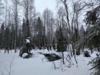 Winter-Wald in Finnland 