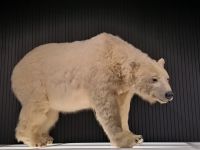 Rovaniemi. Eisbär im Arktikum 