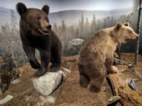 Rovaniemi. Bären im Arktikum 