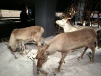 Rovaniemi. Rentiere im Arktikum