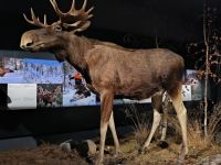 Rovaniemi. Elch im Arktikum