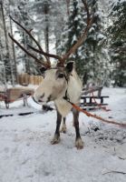 Finnland - auf der Rentierfarm