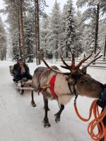Finnland - Fahrt mit dem Rentierschlitten