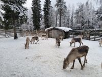 Finnland - auf der Rentierfarm