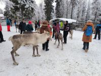 Finnland Rentierfütterung 