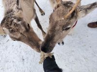 Finnland Rentierfütterung 