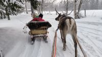 Finnland - Fahrt mit dem Rentierschlitten