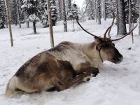 Finnland - auf der Rentierfarm