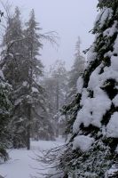 Schneeschuhwanderung in Lappland - Finnland