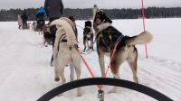 Finnland - die Huskies wollen rennen 