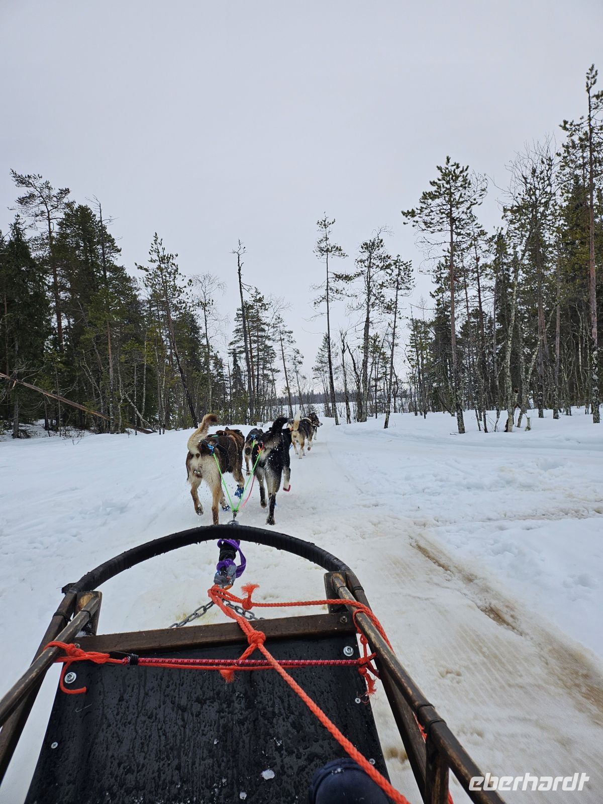 5. Tag - Husky Schlittentour (2)