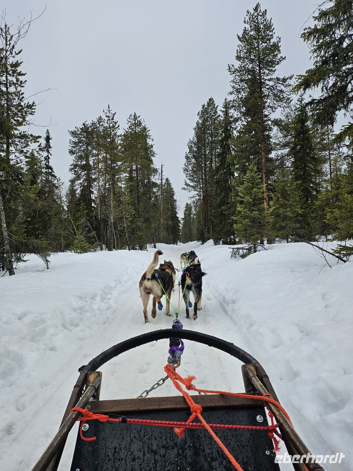 5. Tag - Husky Schlittentour (3)