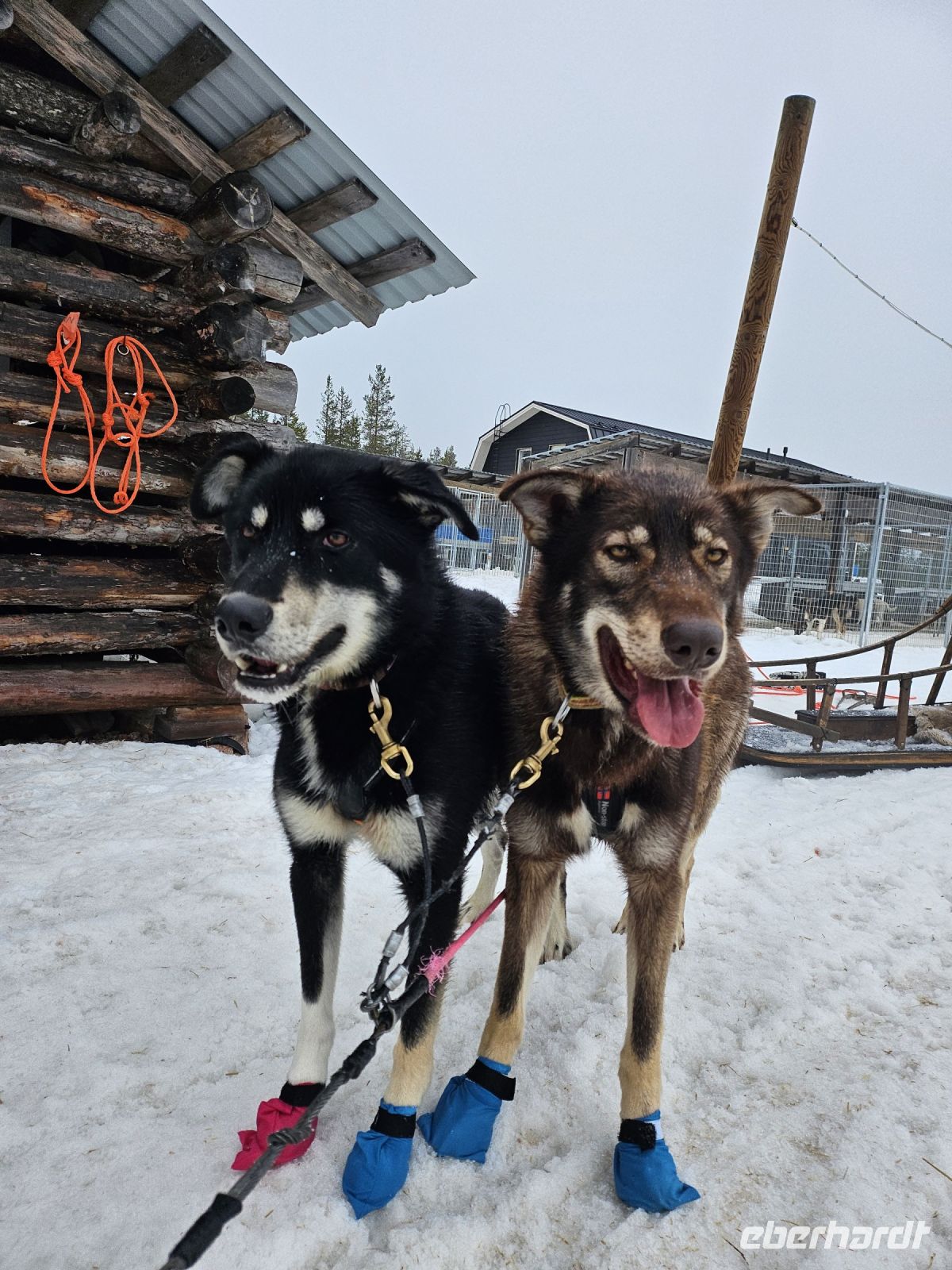 5. Tag - Husky Schlittentour (4)