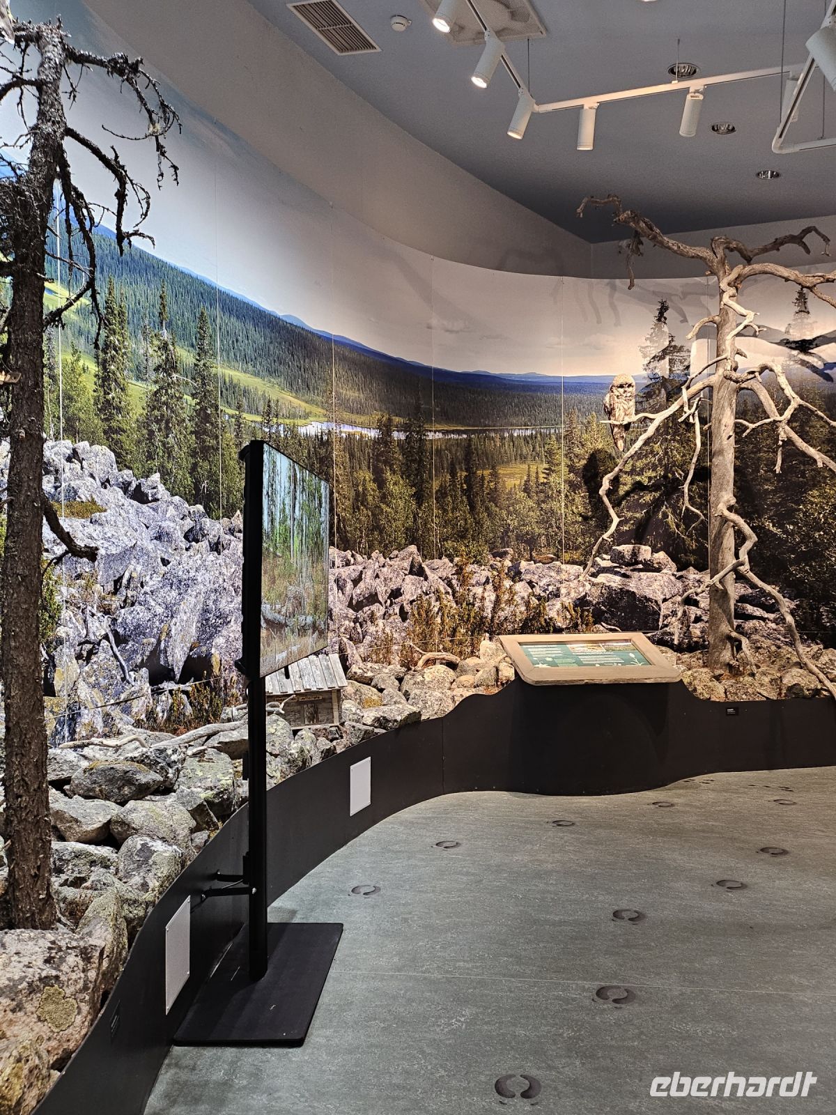 Tag 7 -  Salla Wildernesspark