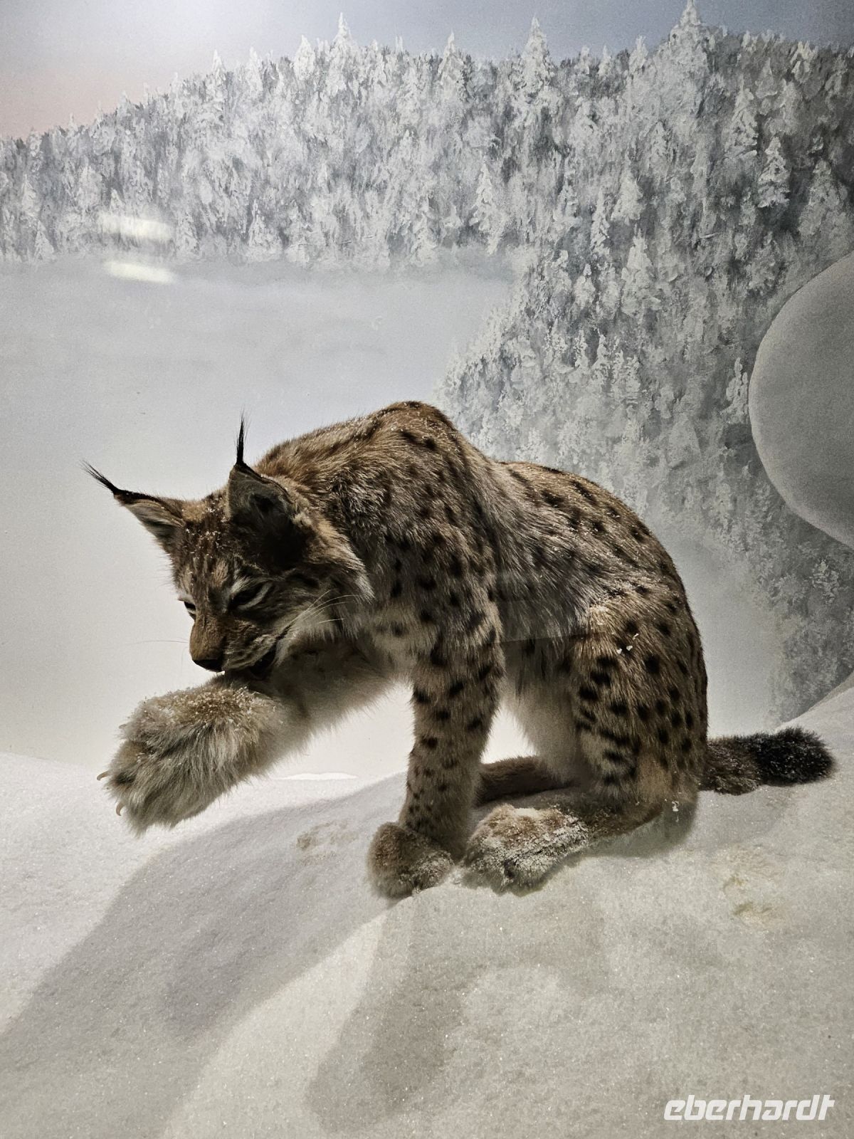 Tag 7 -  Salla Wildernesspark (1)