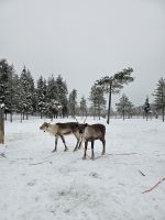 Tag 7 -  Rentiersafari in Salla (2)
