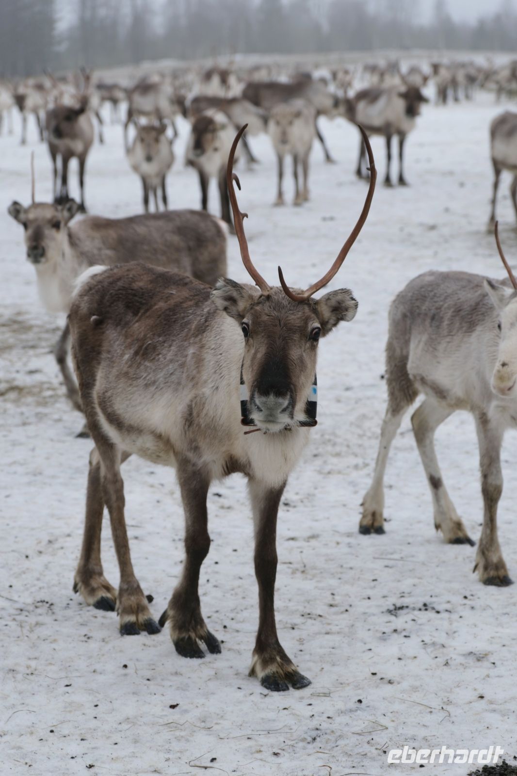 Rentierfarm in Lappland, Finnland