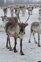 Rentierfarm in Lappland, Finnland