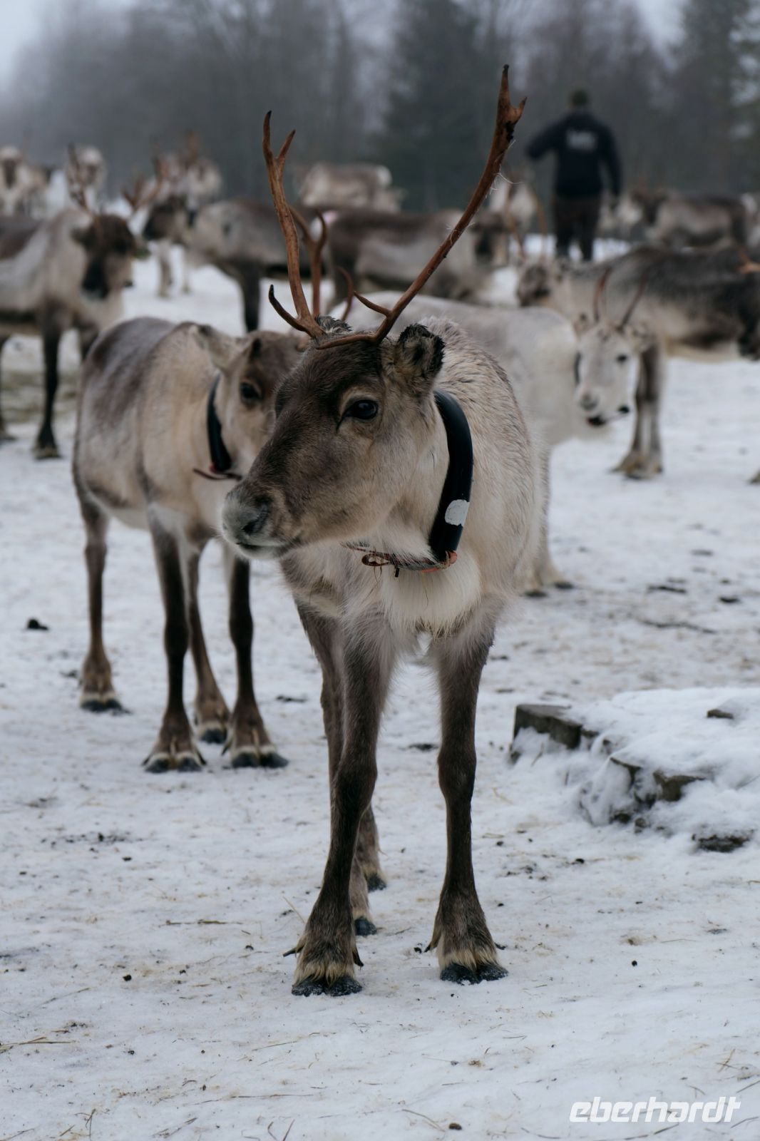 Rentierfarm in Lappland, Finnland