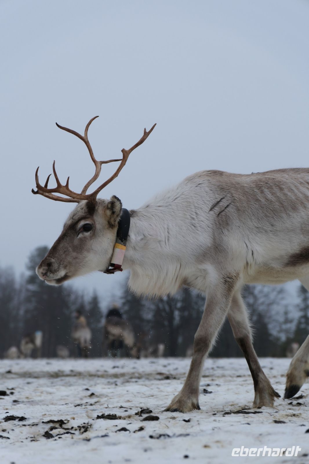 Rentierfarm in Lappland, Finnland