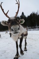 Rentierfarm in Lappland, Finnland