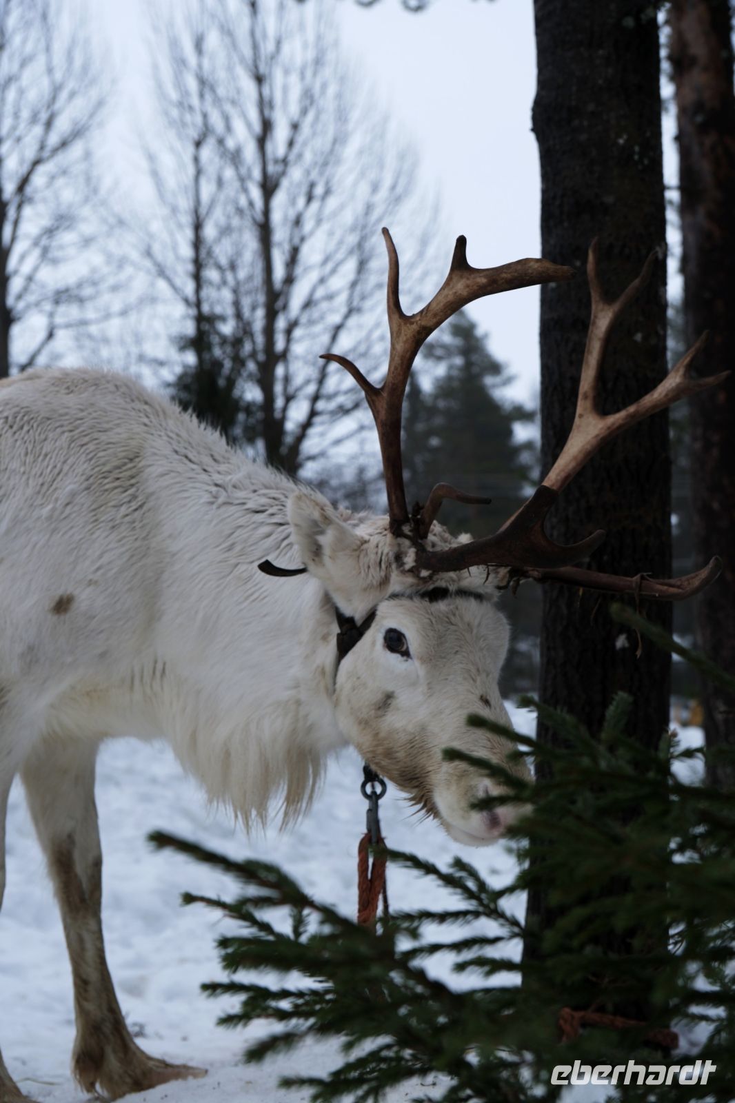 Rentierfarm in Lappland, Finnland