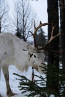 Rentierfarm in Lappland, Finnland