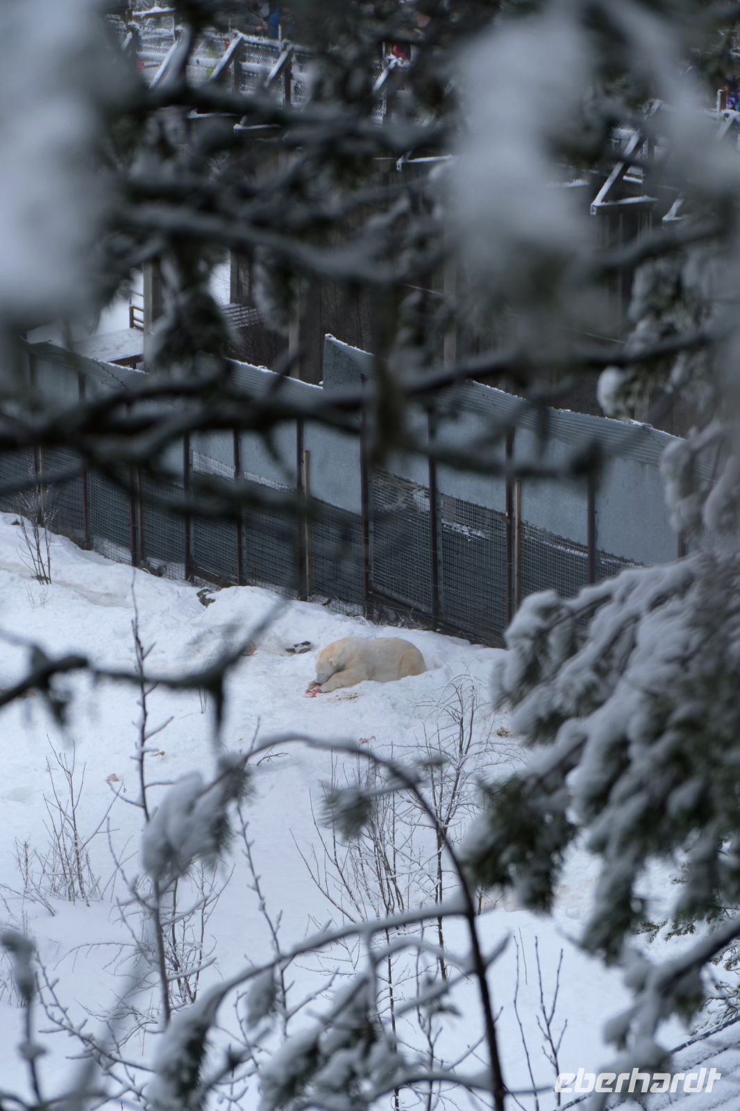 Eisbären Ranua Wildlifepark in Lappland, Finnland