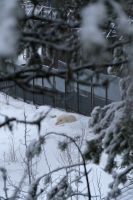 Eisbären Ranua Wildlifepark in Lappland, Finnland