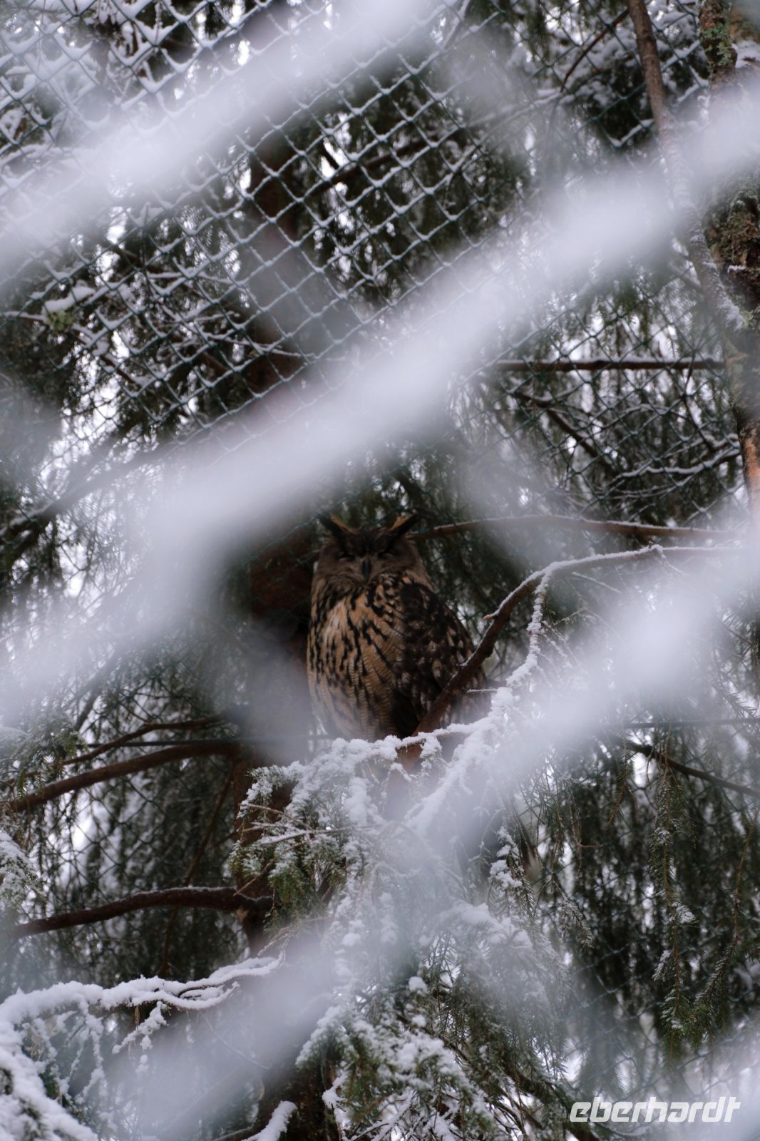 Uhu im Ranua Wildlifepark in Lappland, Finnland