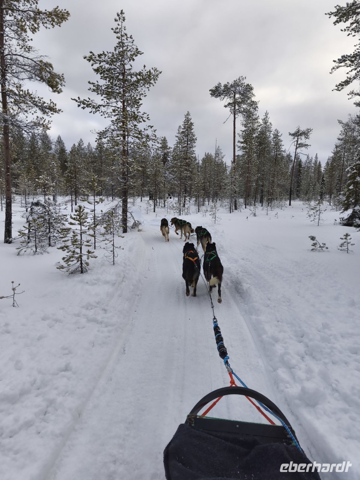Huskyschlittentour in Lappland, Finnland