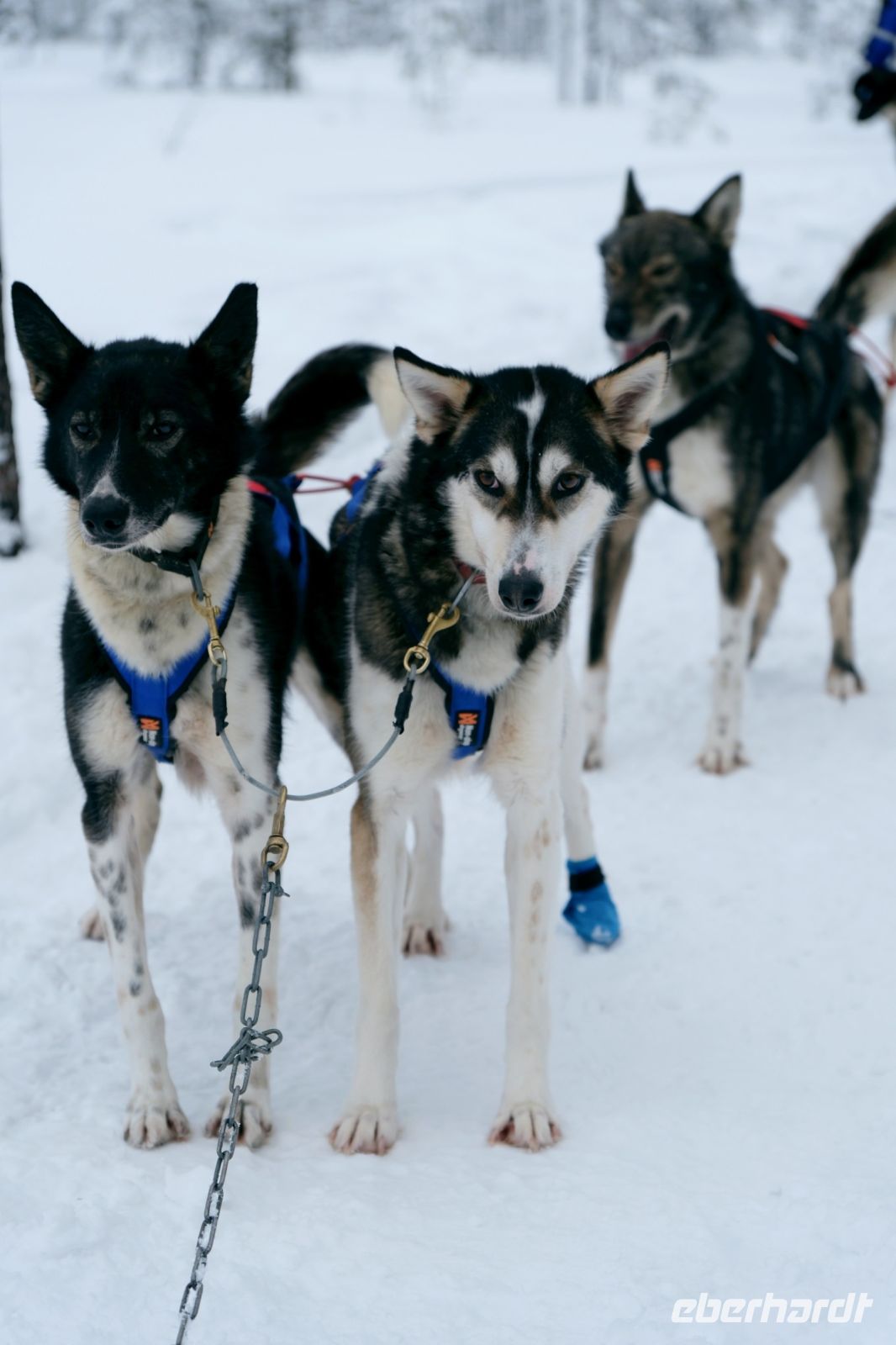 Huskyschlittentour in Lappland, Finnland