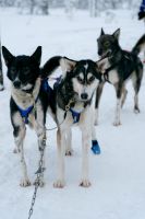 Huskyschlittentour in Lappland, Finnland