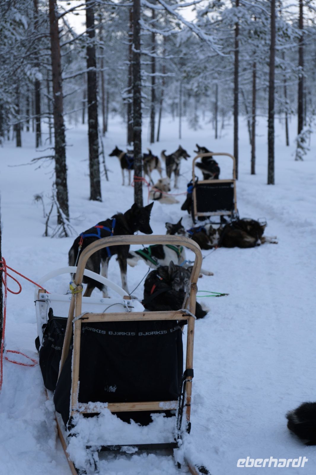 Huskyschlittentour in Lappland, Finnland